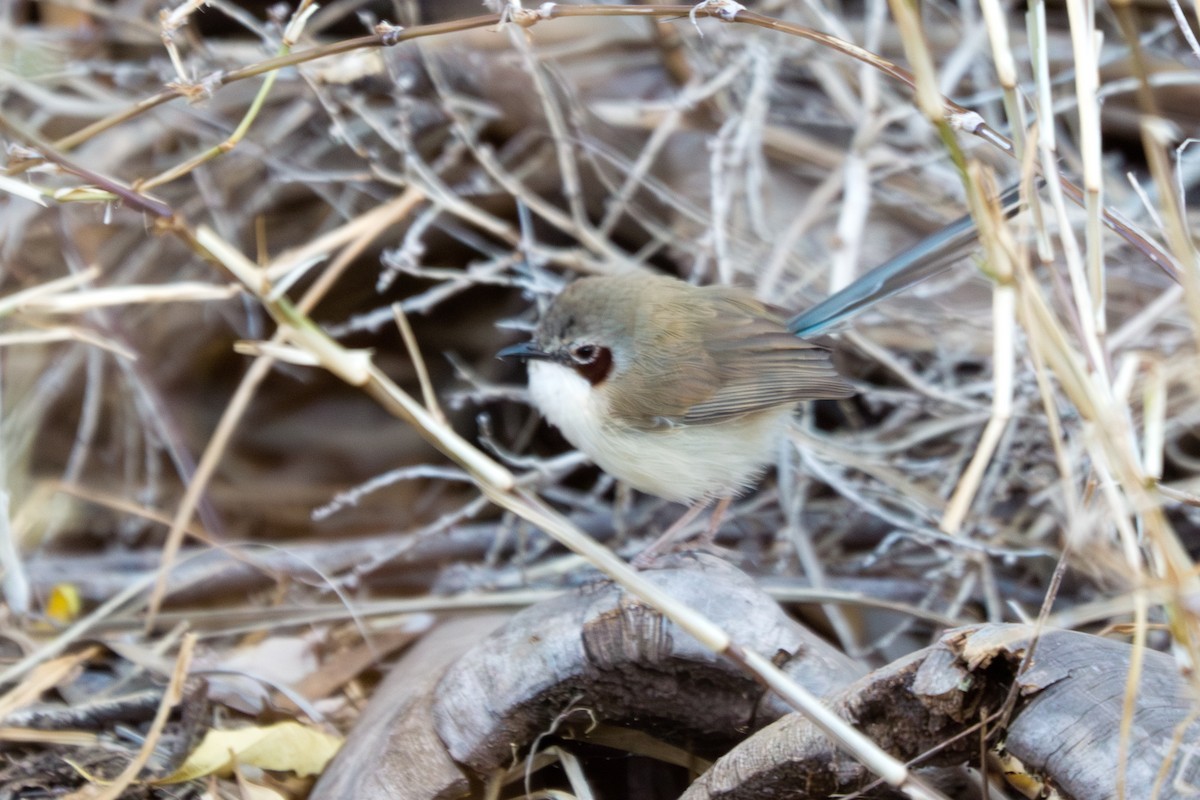 purpurkronealvesmett - ML646569408