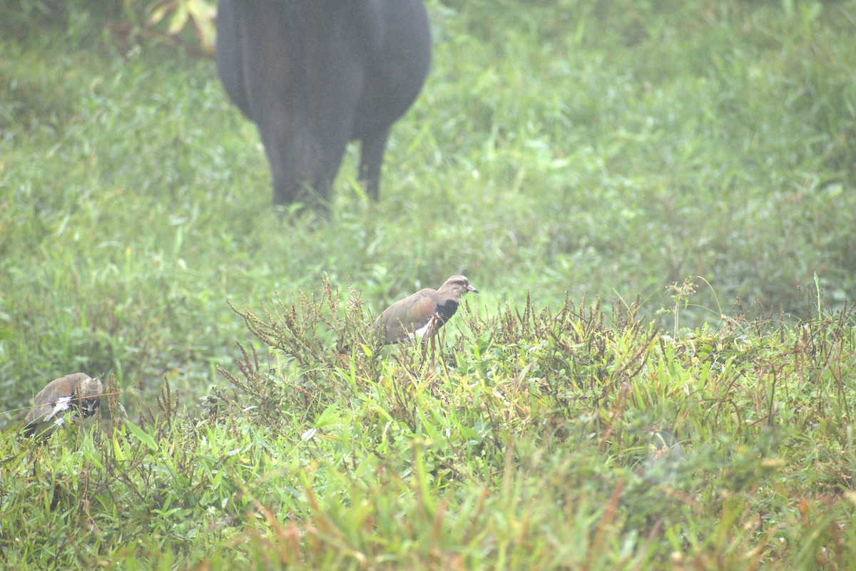 Southern Lapwing - ML646569415
