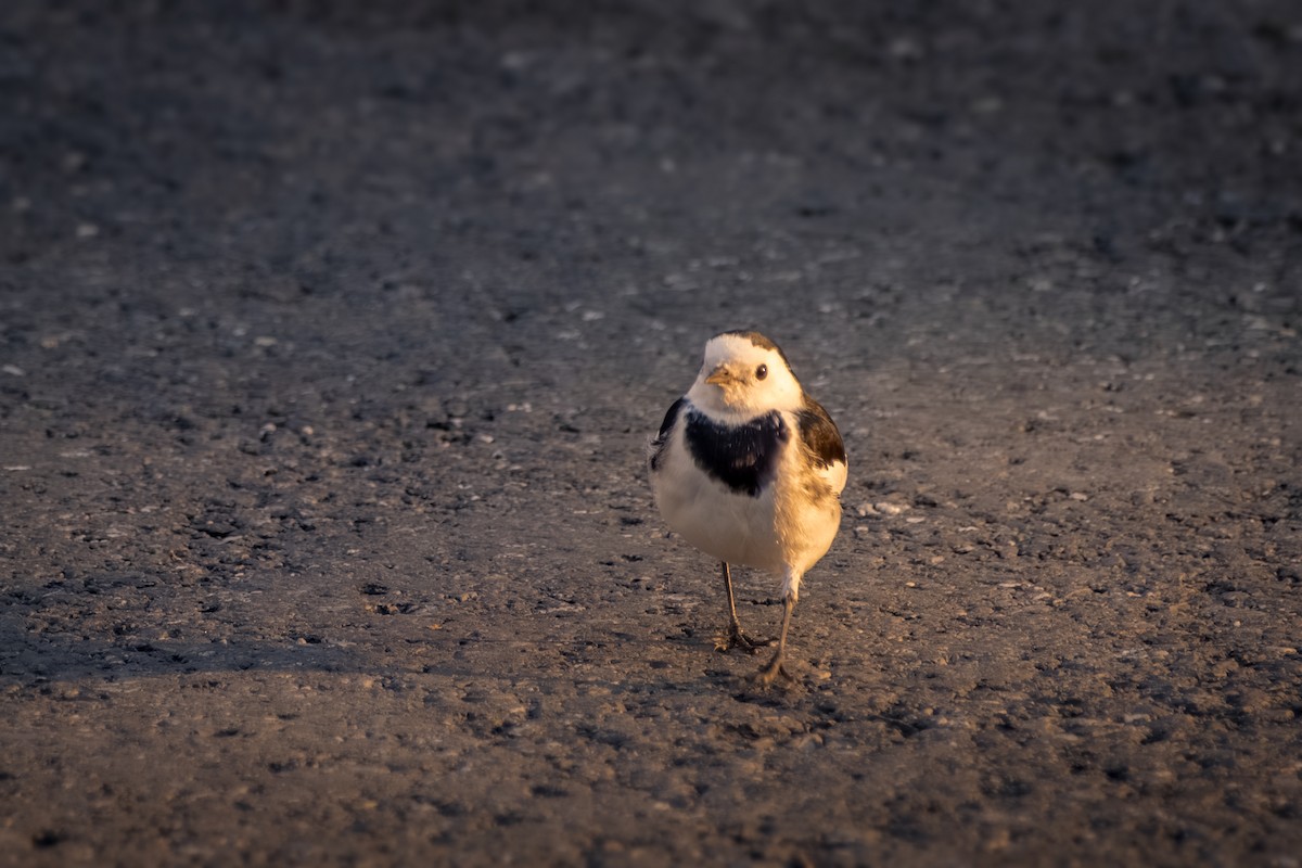 konipas bílý - ML646569421