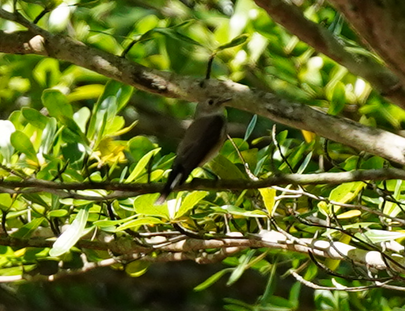 Taiga Flycatcher - ML646569429