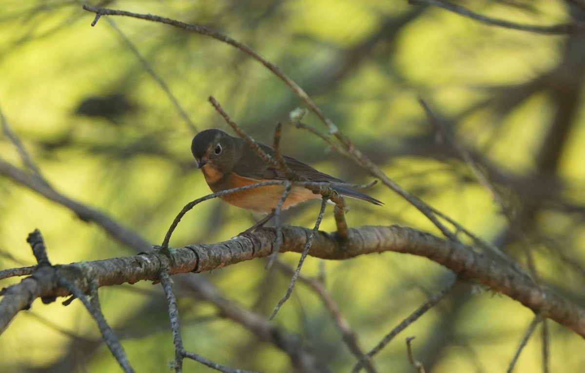 Ruiseñor Coliazul - ML646569430