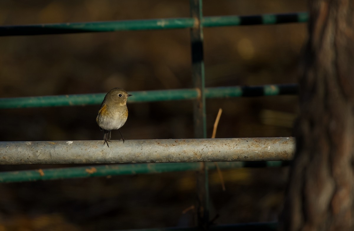 Ruiseñor Coliazul - ML646569431