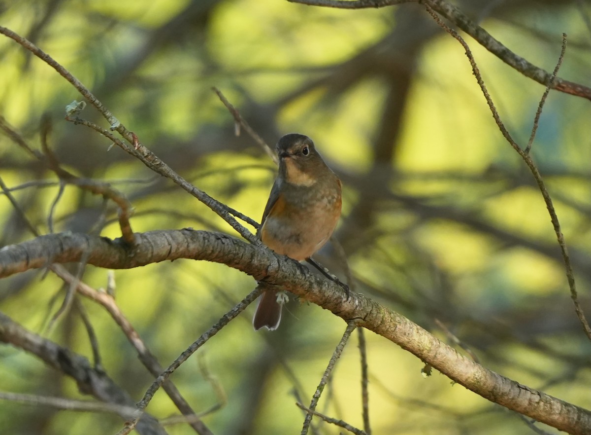 Ruiseñor Coliazul - ML646569432