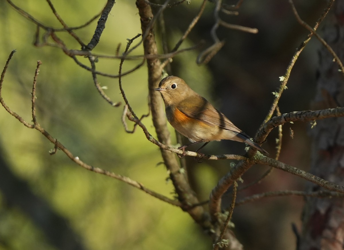 Ruiseñor Coliazul - ML646569433