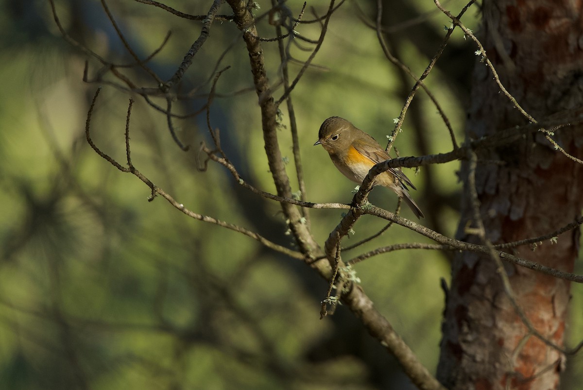Ruiseñor Coliazul - ML646569434