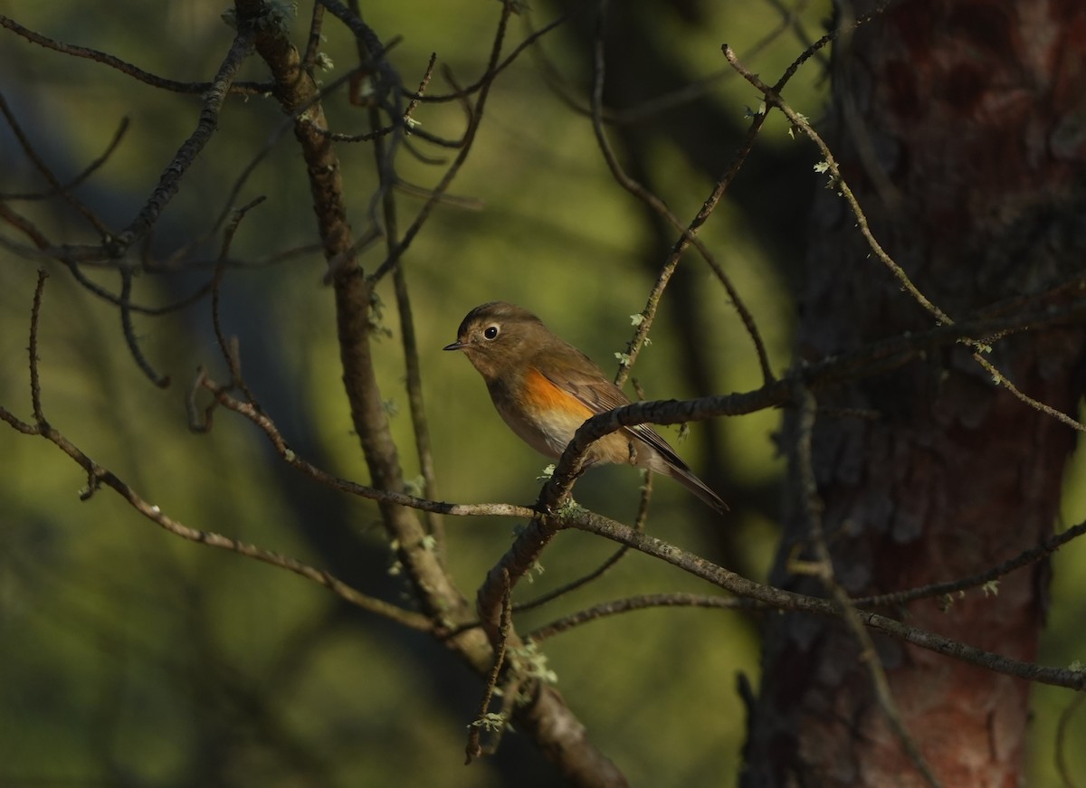 Ruiseñor Coliazul - ML646569435