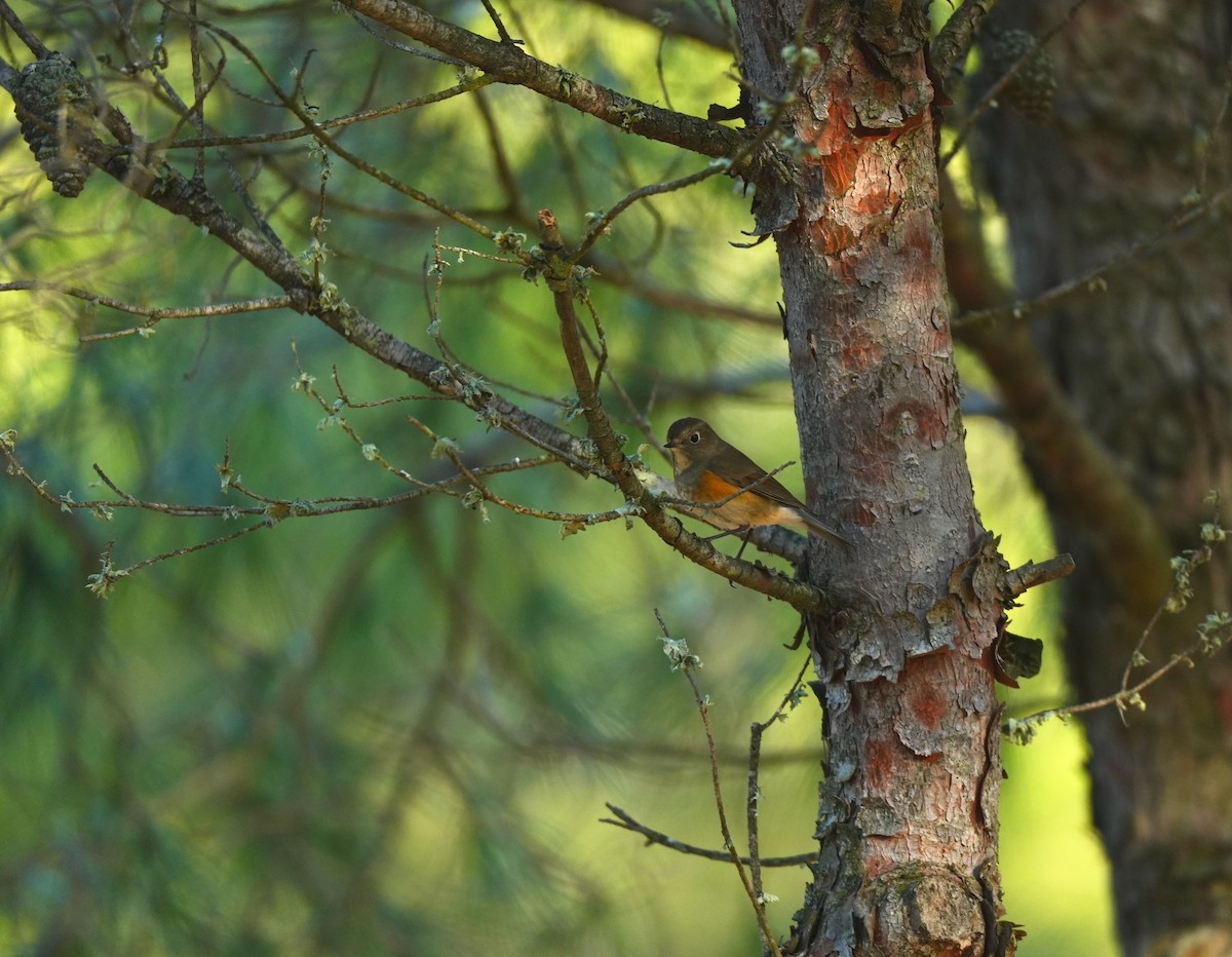 Ruiseñor Coliazul - ML646569436
