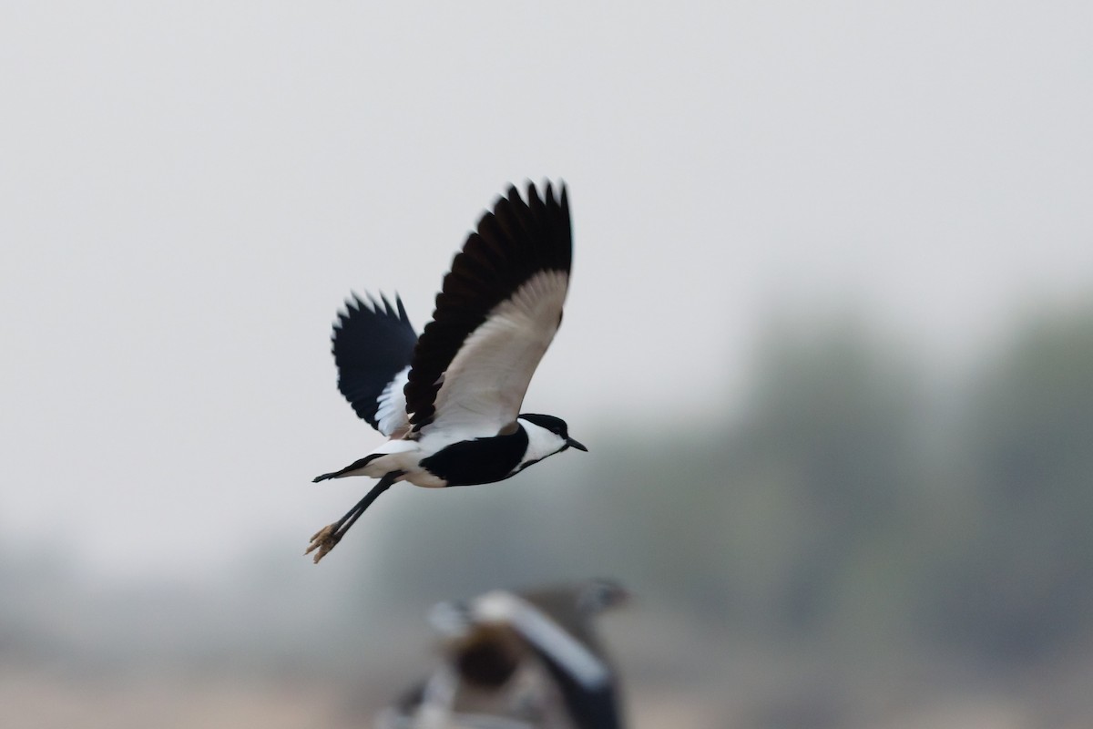 Vanneau à éperons - ML646569438