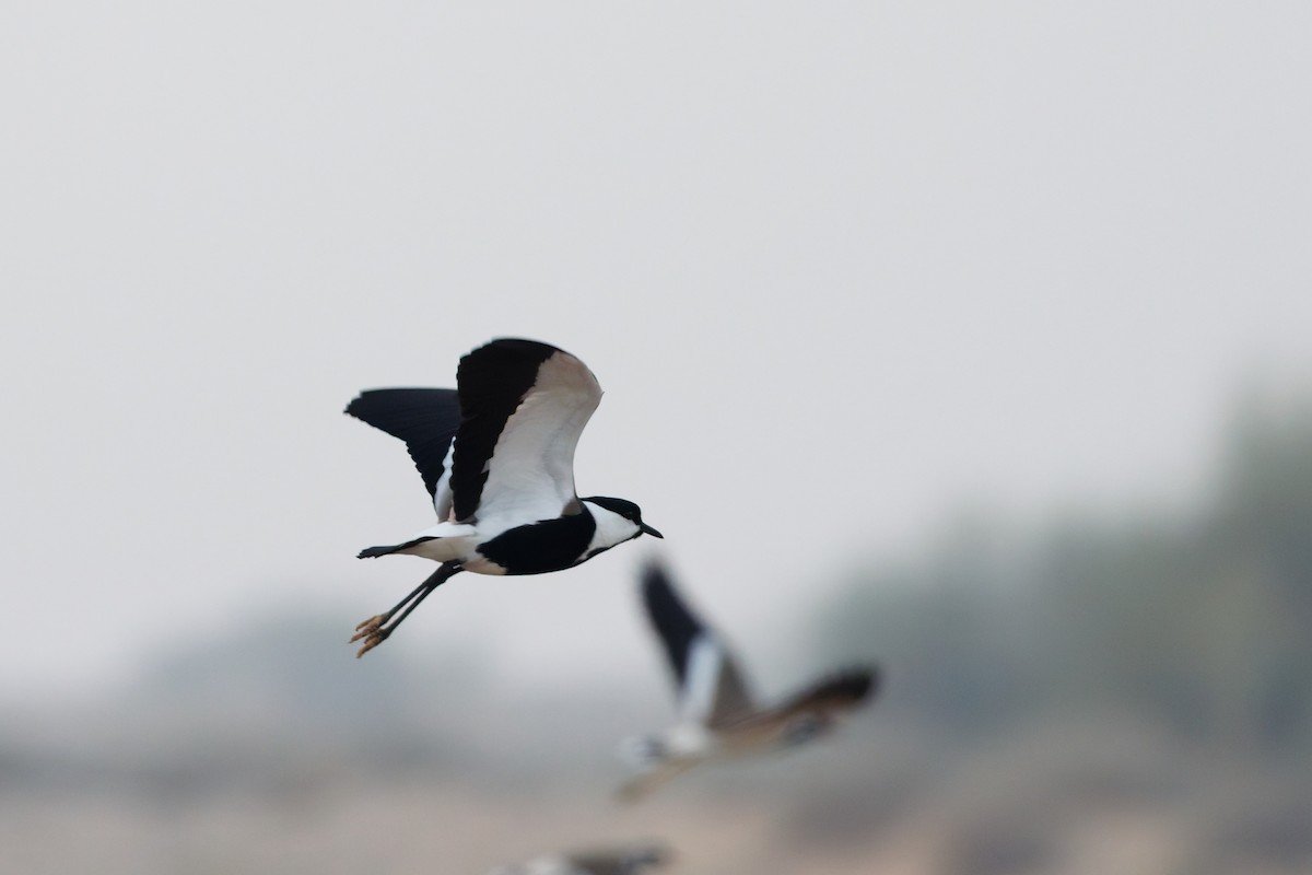 Vanneau à éperons - ML646569439