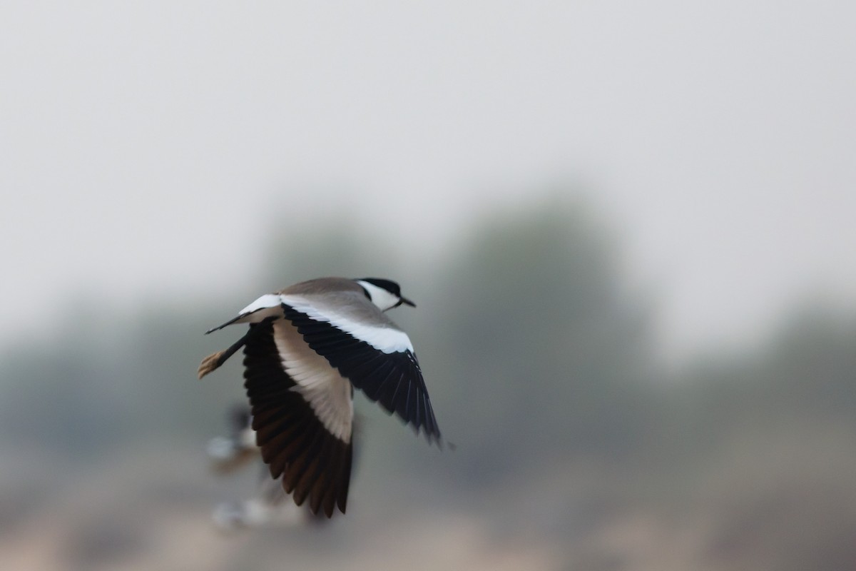 Vanneau à éperons - ML646569440