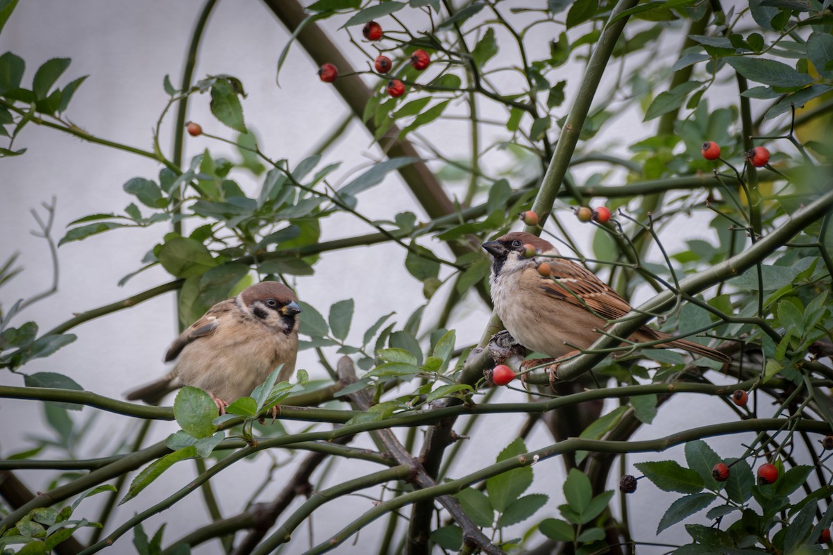 vrabec polní - ML646569461