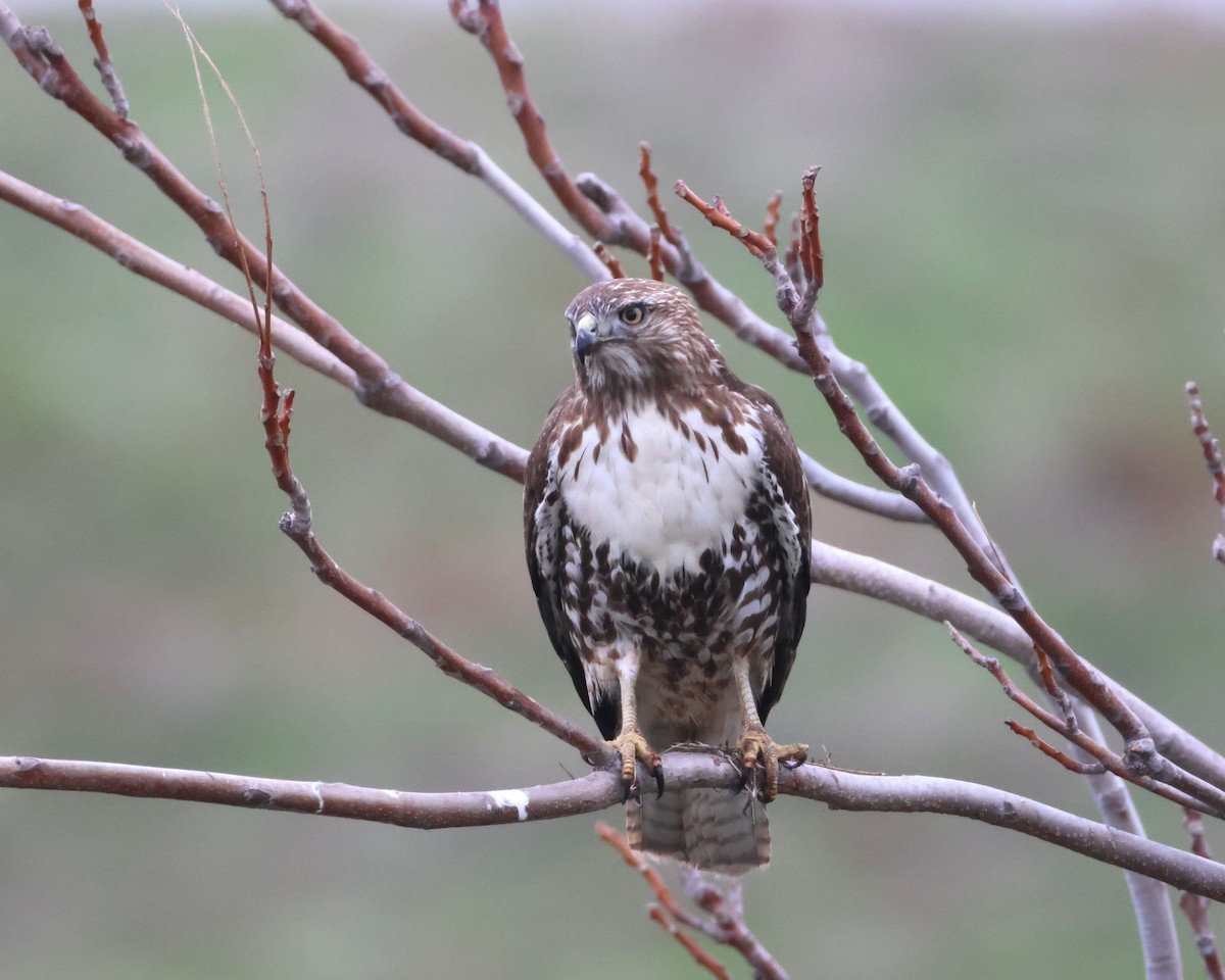 Red-tailed Hawk - ML646569462