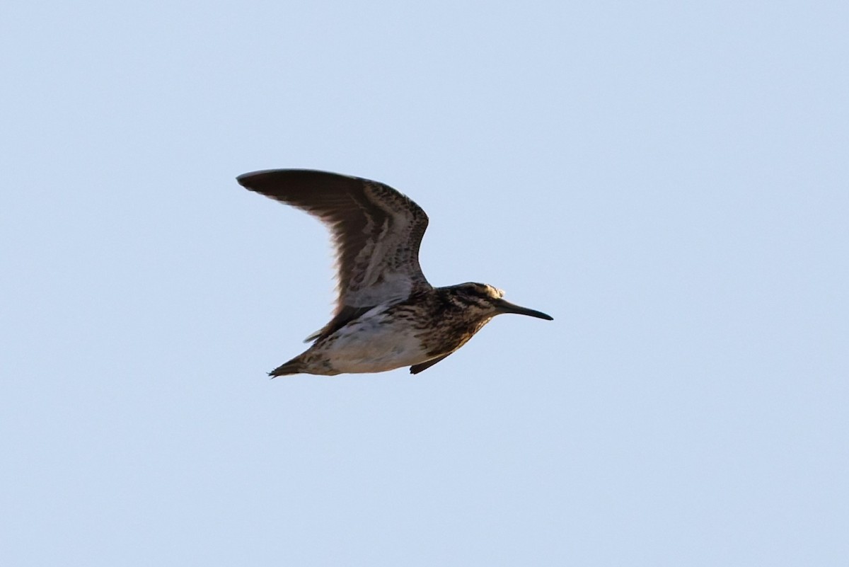 Jack Snipe - ML646569468