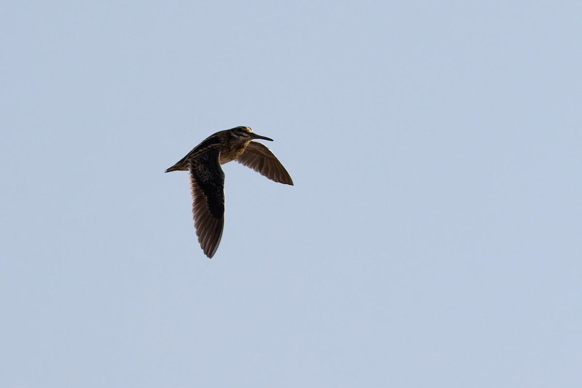 Jack Snipe - ML646569470