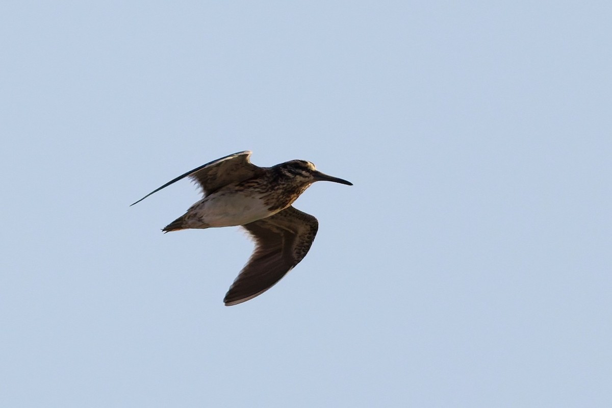 Jack Snipe - ML646569472