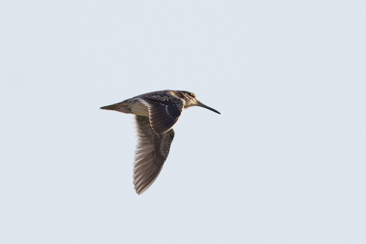 Jack Snipe - ML646569474