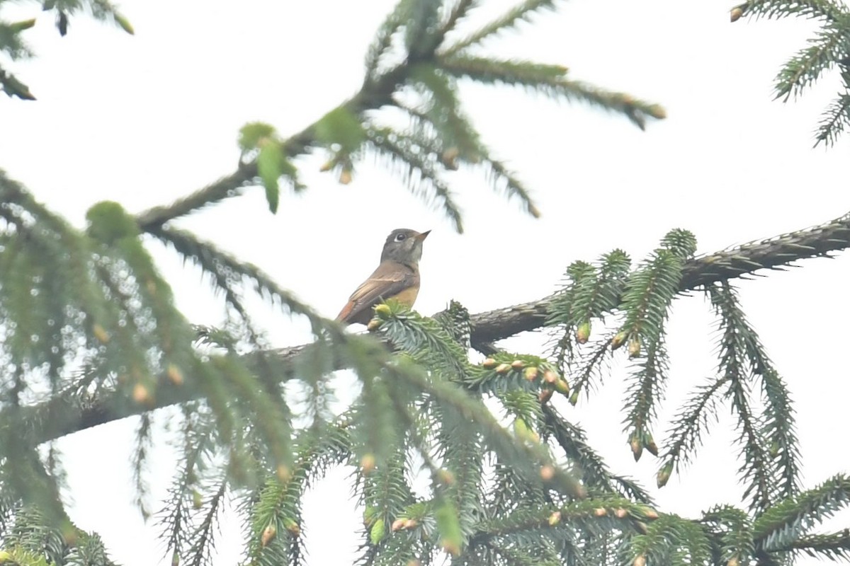 Ferruginous Flycatcher - ML646569476
