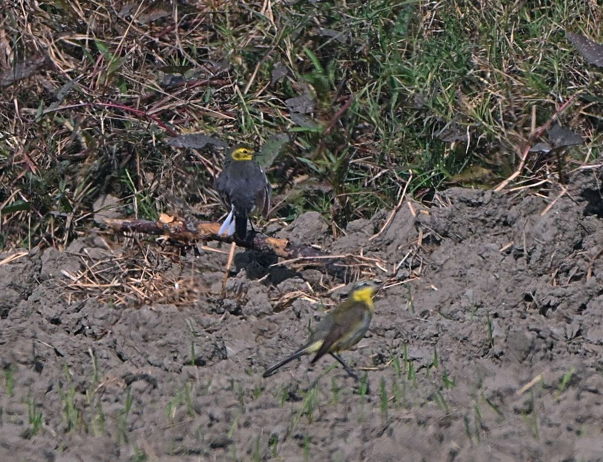 Citrine Wagtail - ML646569478