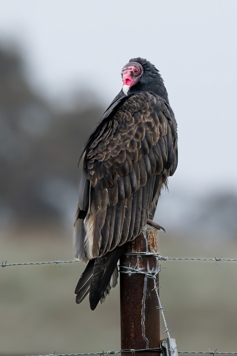 Urubu à tête rouge - ML646569485