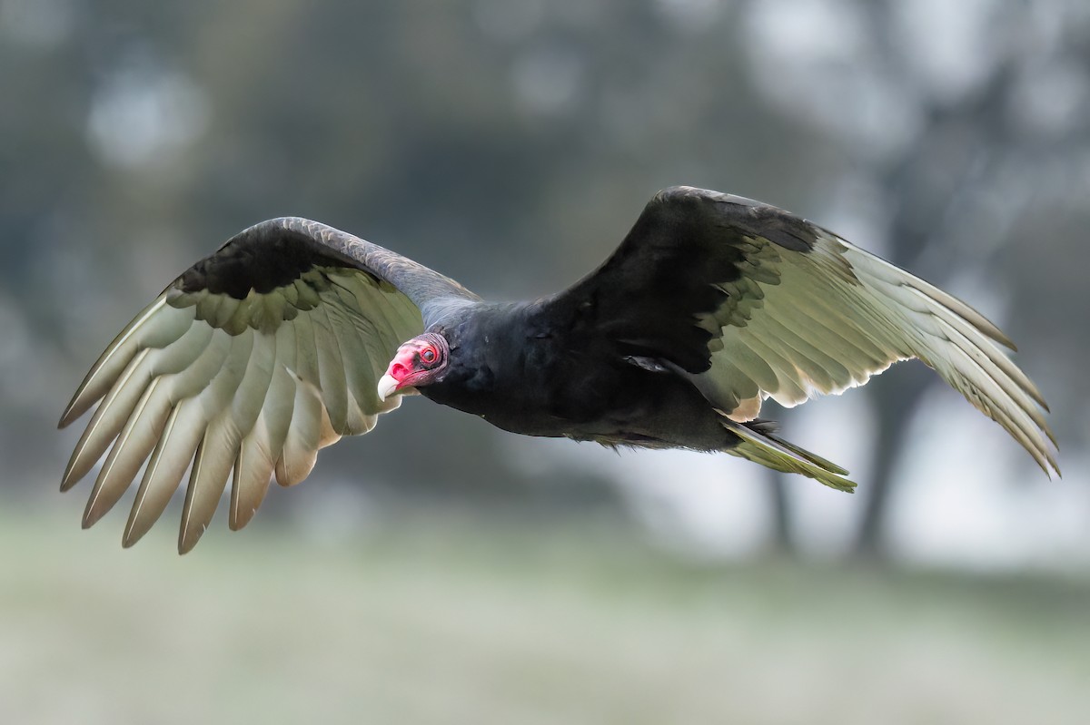 Urubu à tête rouge - ML646569486