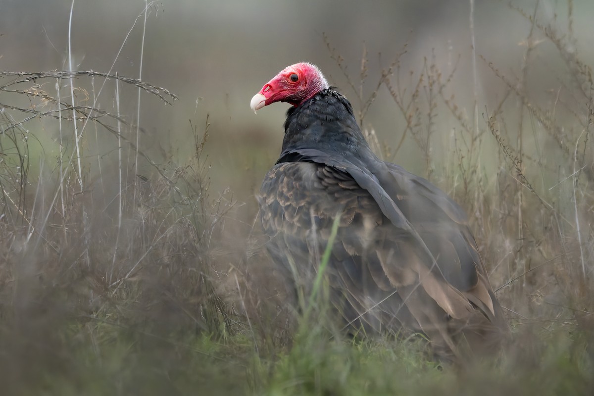 Urubu à tête rouge - ML646569487