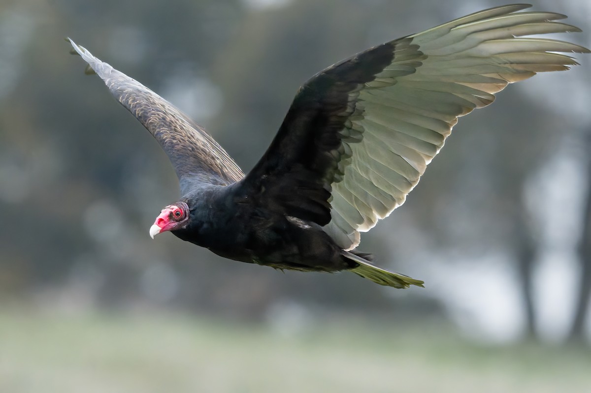 Urubu à tête rouge - ML646569488