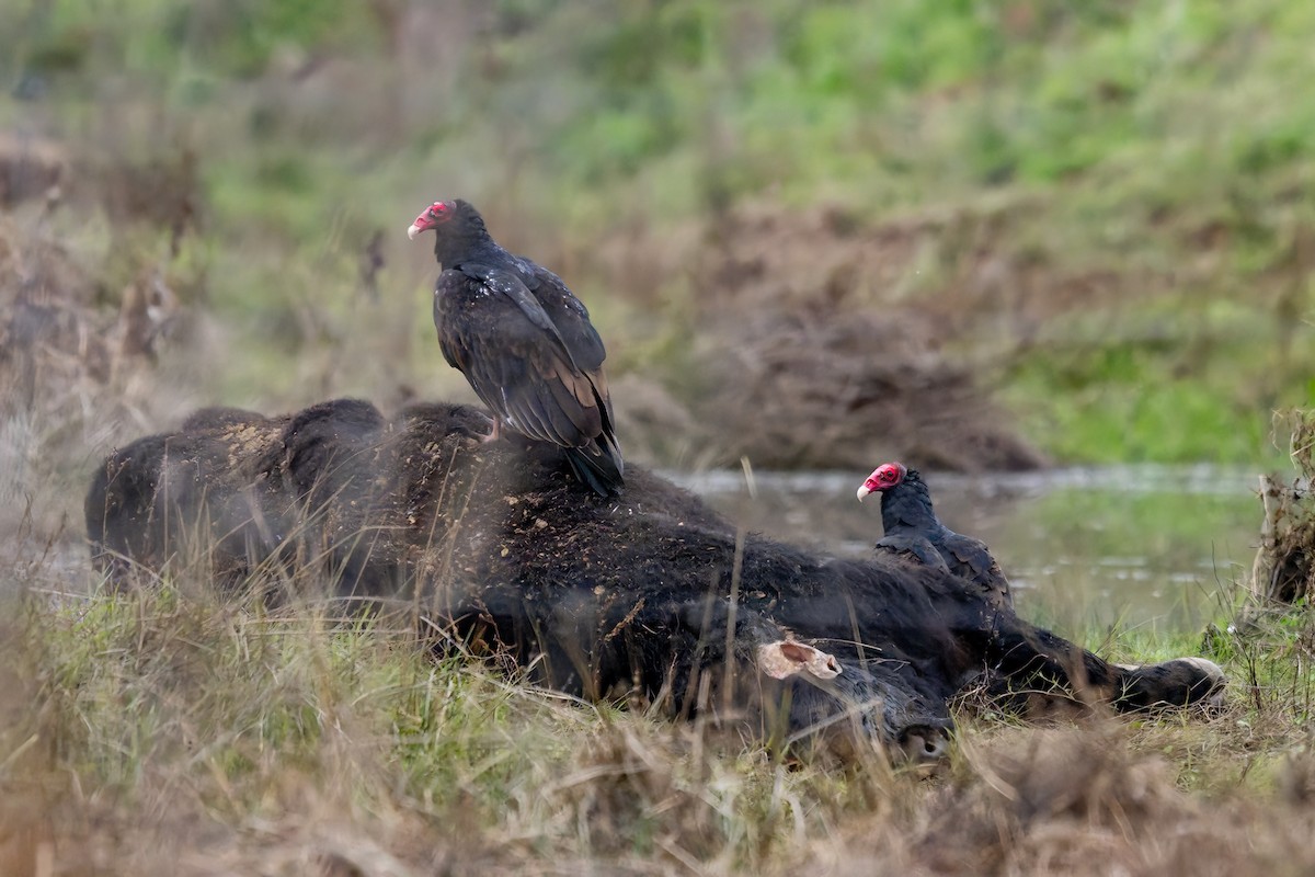 Urubu à tête rouge - ML646569489