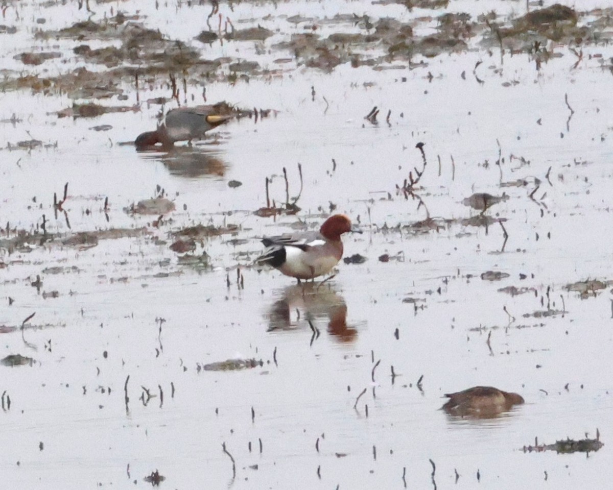 Eurasian Wigeon - ML646569493