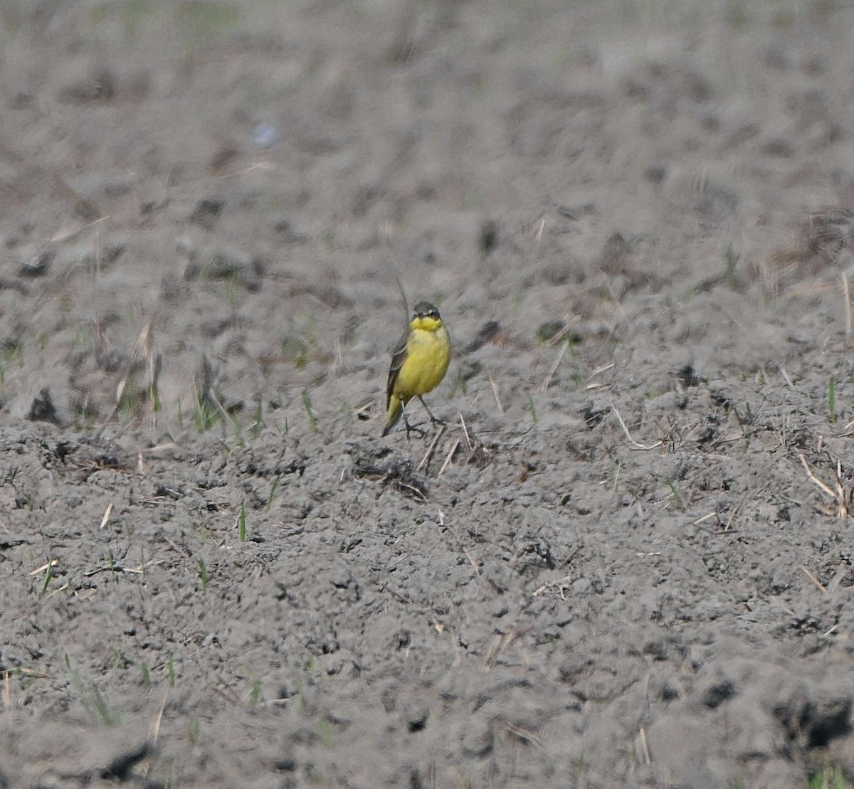 Citrine Wagtail - ML646569494