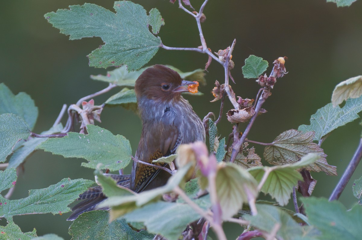 Taiwan Barwing - ML646569521