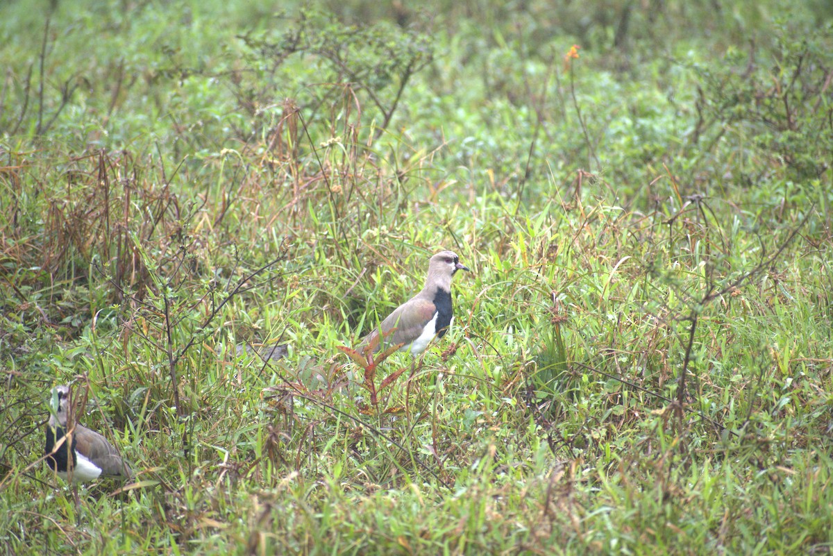 Southern Lapwing - ML646569524
