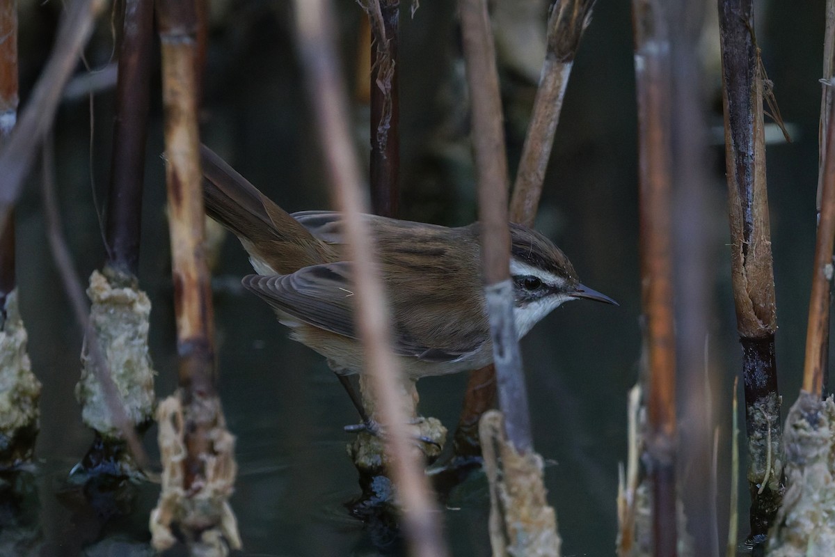 Moustached Warbler - ML646569526