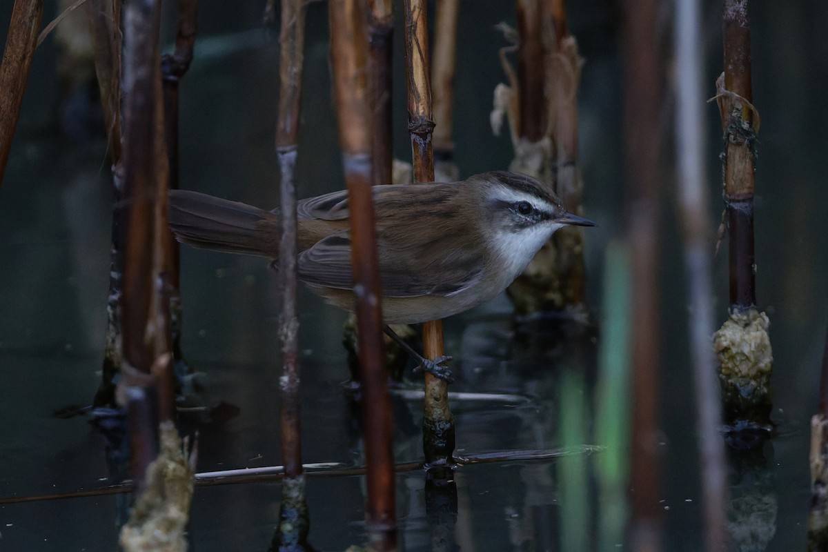 Moustached Warbler - ML646569527