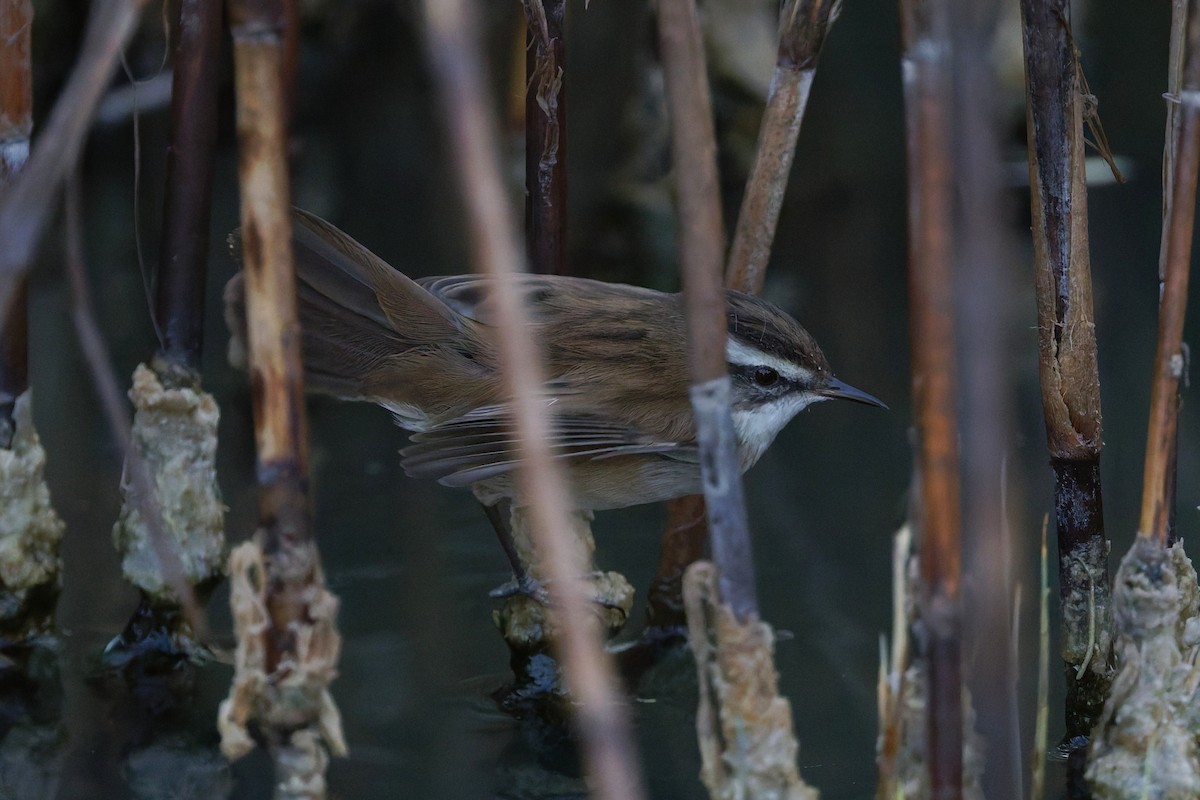 Moustached Warbler - ML646569528