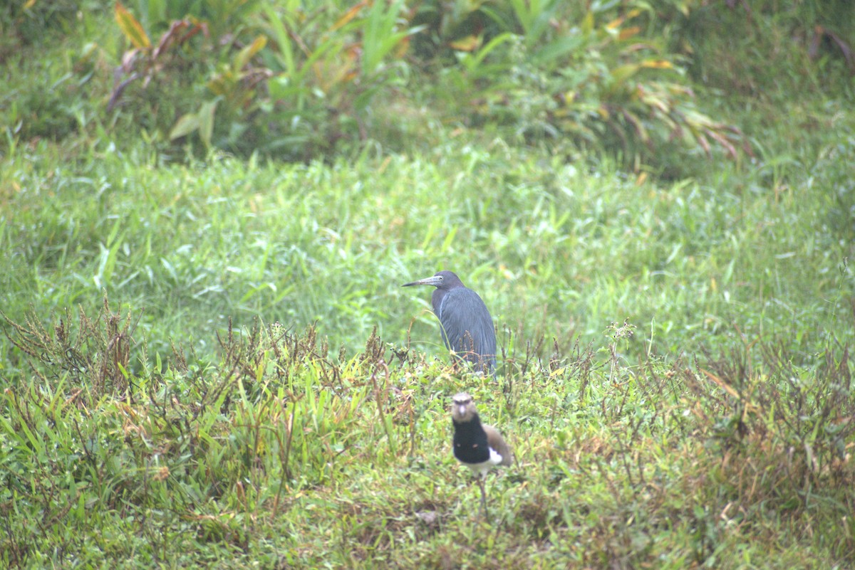 Little Blue Heron - ML646569529