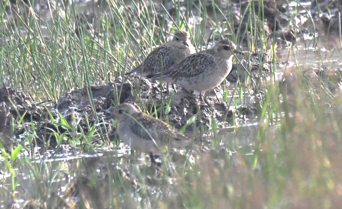 Pacific Golden-Plover - ML646569530
