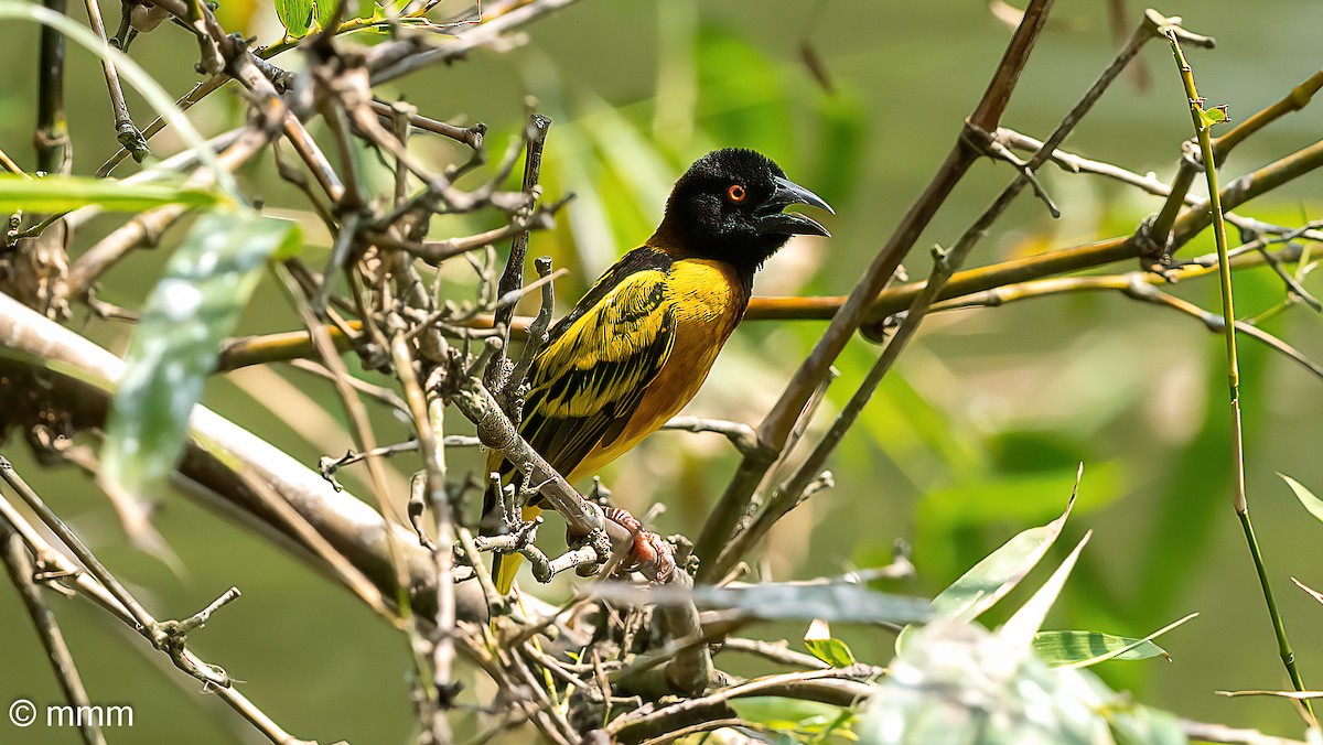 Village Weaver - ML646569531