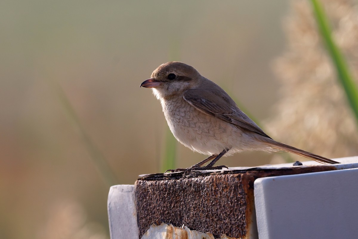 Isabellwürger (isabellinus) - ML646569532