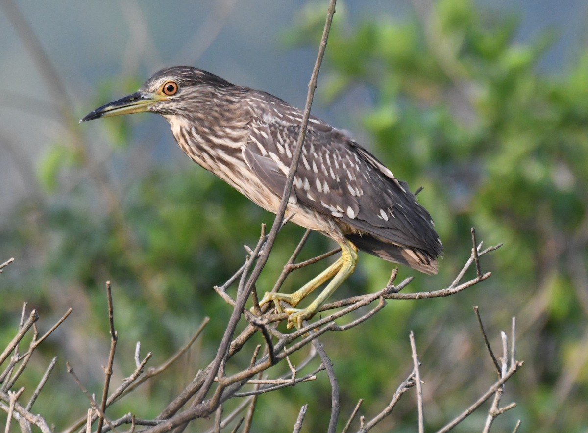 Black-crowned Night Heron - ML646569534