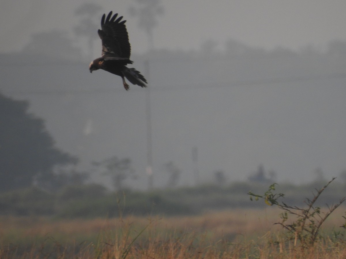 Osprey - ML646569535