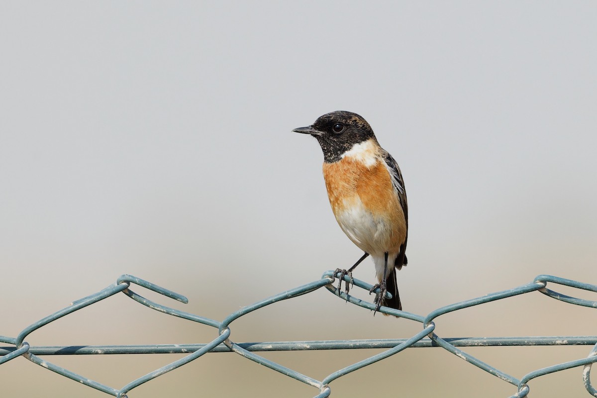 European Stonechat - ML646569536
