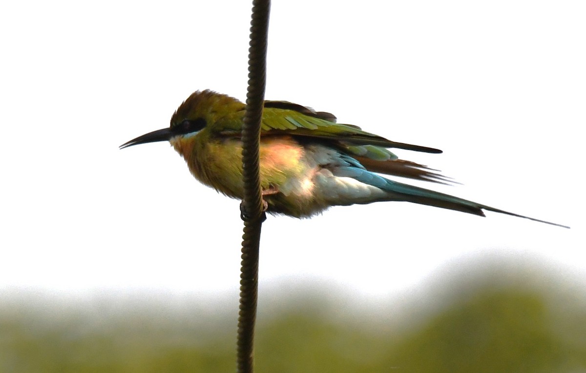 Blue-tailed Bee-eater - ML646569537