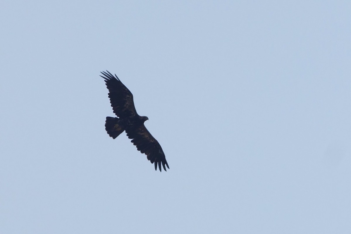 Imperial Eagle - ML646569539