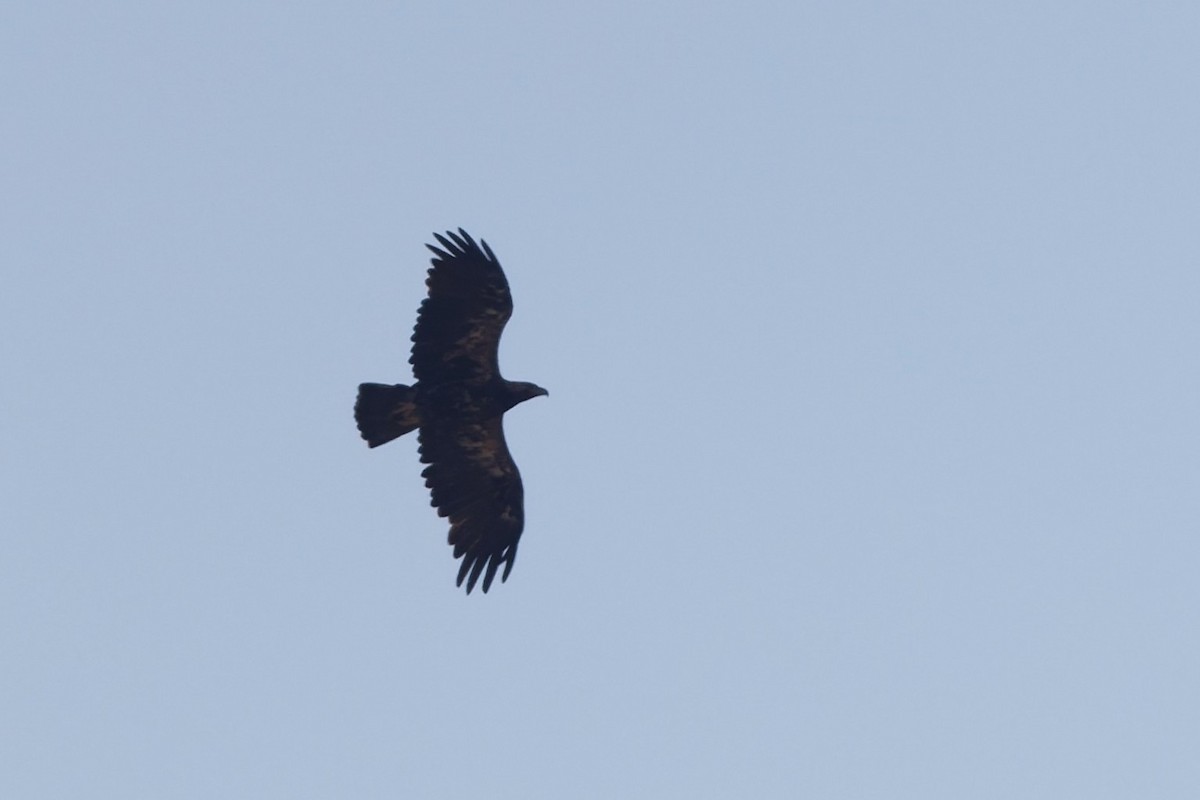 Imperial Eagle - ML646569540