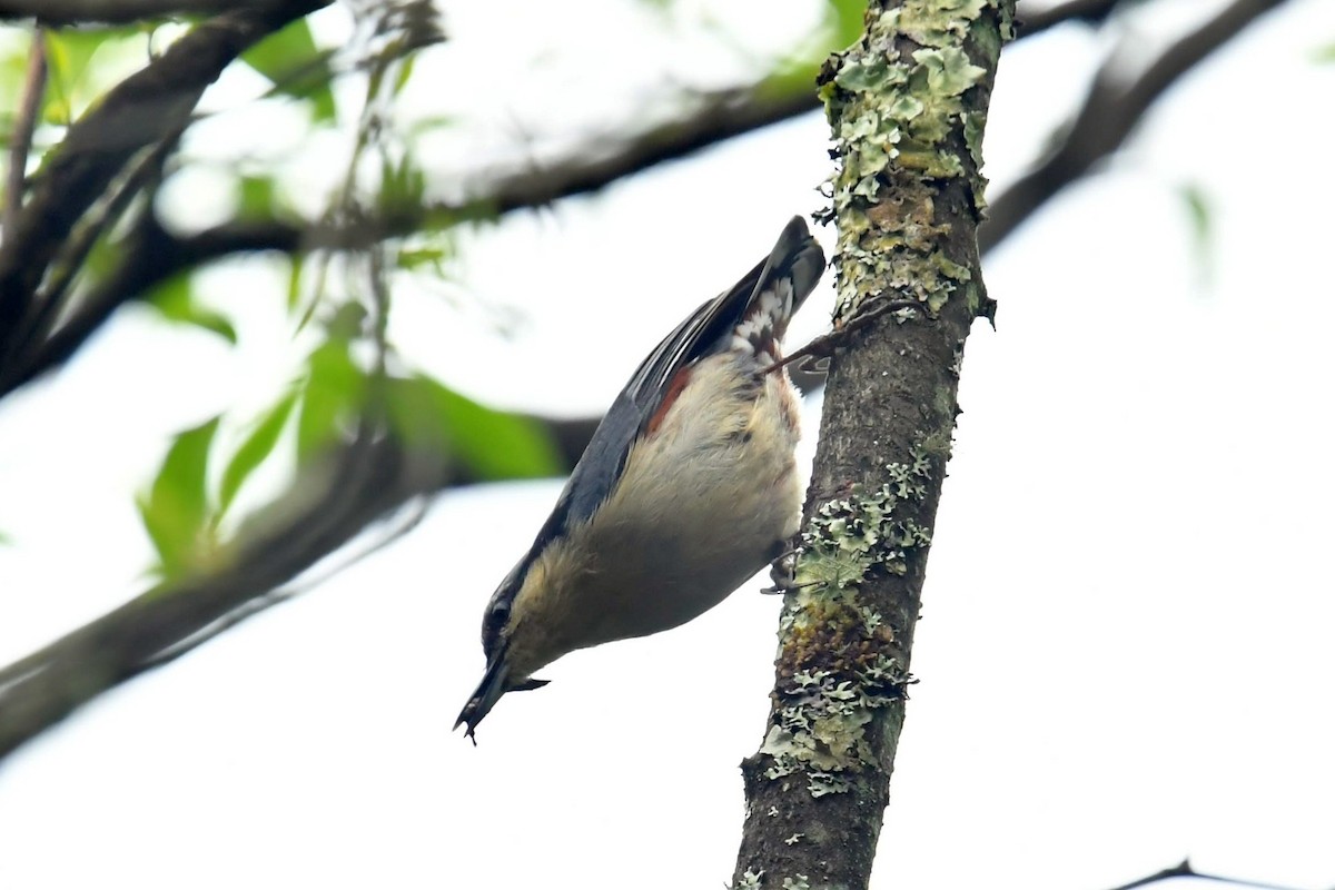 Chestnut-vented Nuthatch - ML646569545