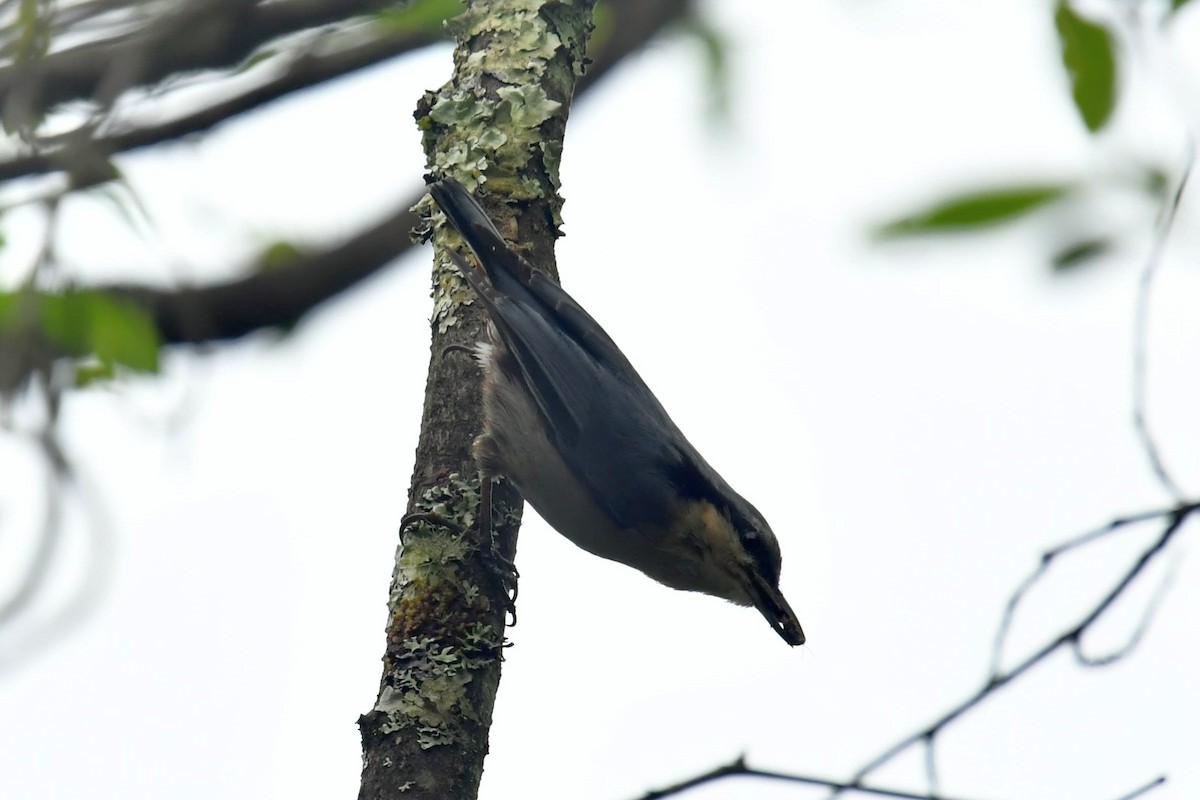 Chestnut-vented Nuthatch - ML646569546