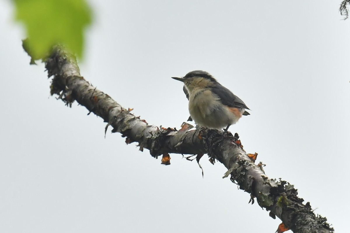 Chestnut-vented Nuthatch - ML646569547