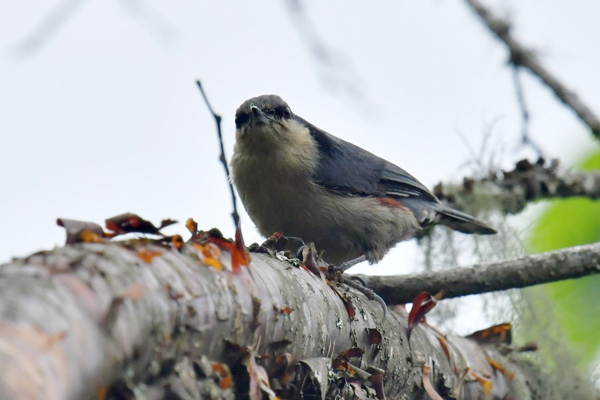 Chestnut-vented Nuthatch - ML646569548