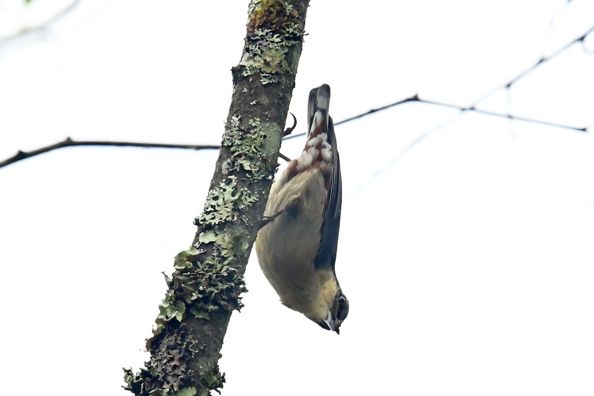 Chestnut-vented Nuthatch - ML646569549
