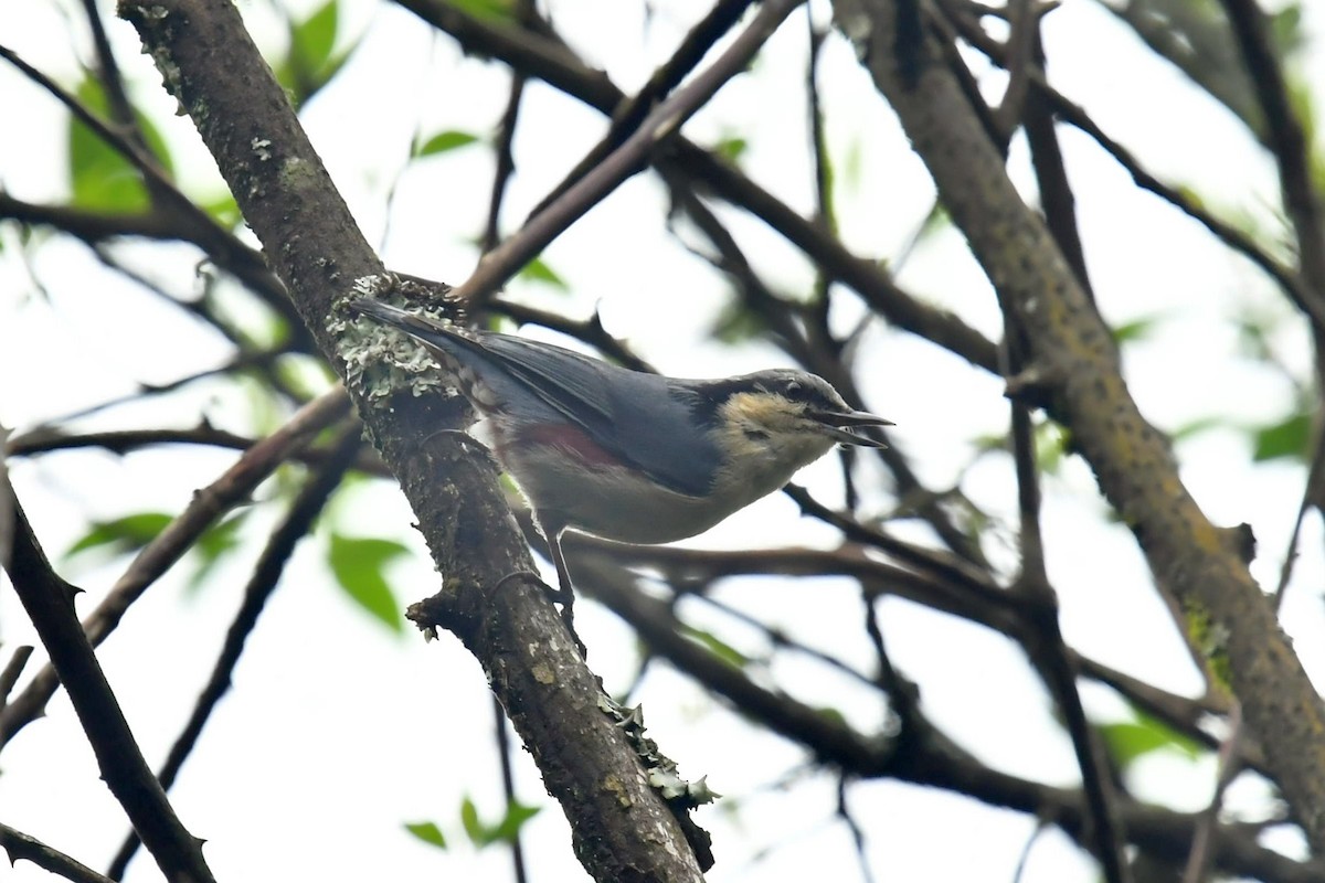 Chestnut-vented Nuthatch - ML646569550